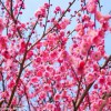 周红军